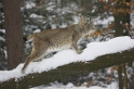 luchs270107-11