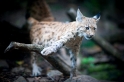 luchs270914-10