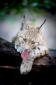 luchs270914-2