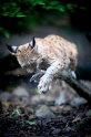luchs270914-7