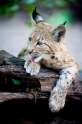 luchs270914-8