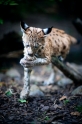 luchs270914-9