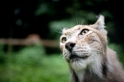 luchs280614-1