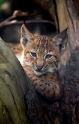 luchs280707-2