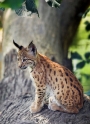 luchs280707-4