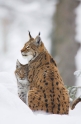 luchs301107-10