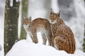 luchs301107-2