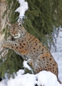 luchs5