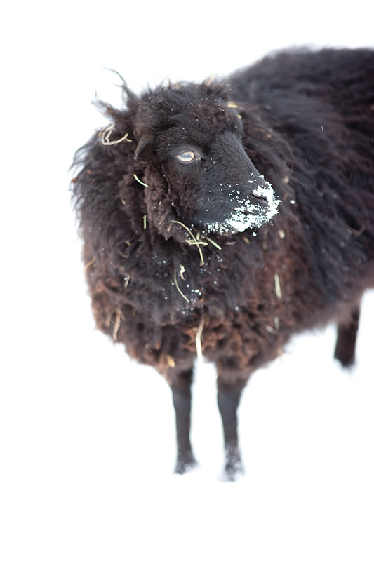 ouessantschaf291214-1.jpg