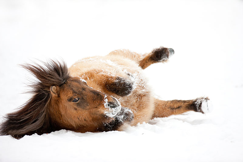 shetlandpony291214-1.jpg