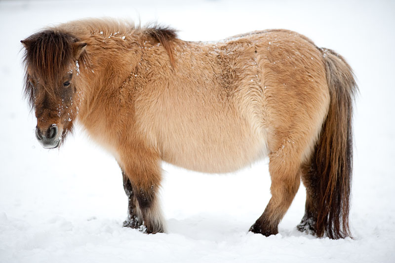 shetlandpony291214-11.jpg