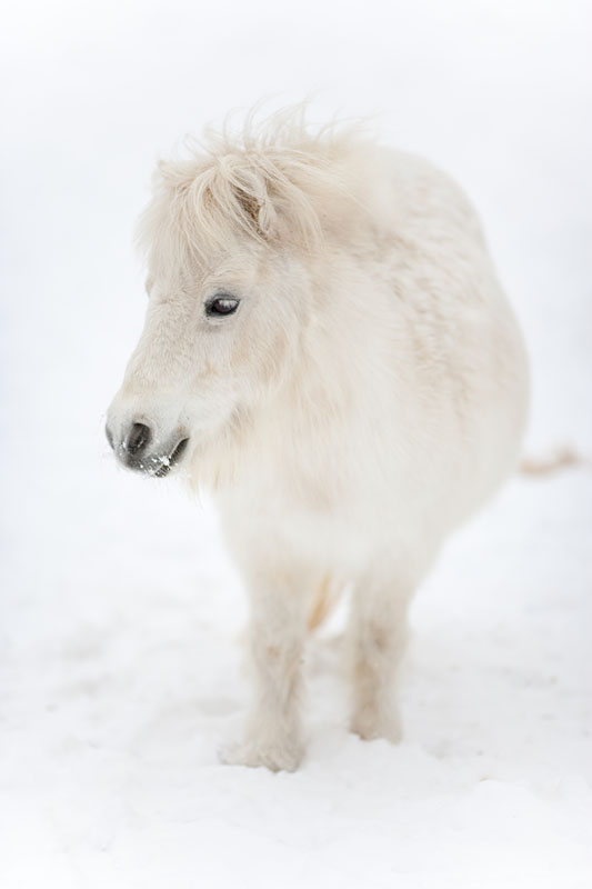 shetlandpony291214-12.jpg
