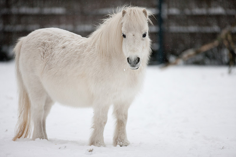 shetlandpony291214-2.jpg