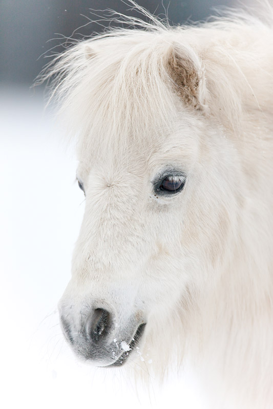 shetlandpony291214-3.jpg