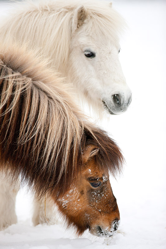 shetlandpony291214-4.jpg