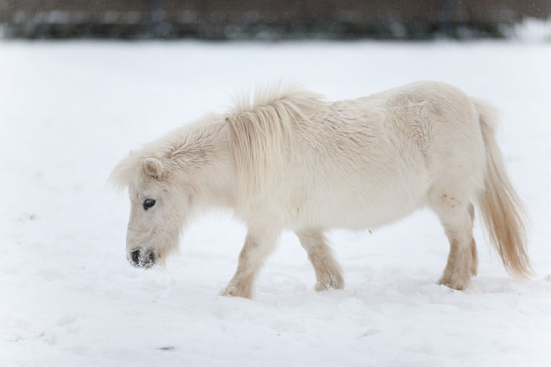 shetlandpony291214-8.jpg