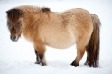 shetlandpony291214-11