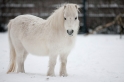 shetlandpony291214-2