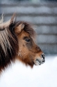 shetlandpony291214-5