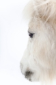shetlandpony291214-9