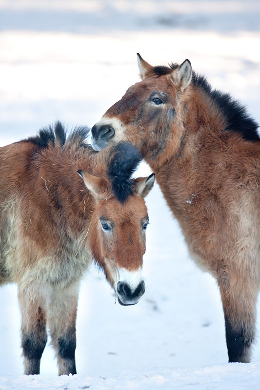 wildpferd110109-1.jpg