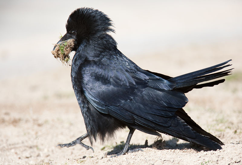 rabenkraehe210309-1.jpg