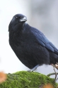 rabenkraehe031206-1