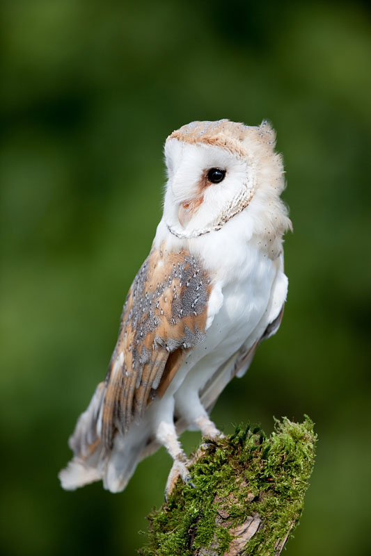 schleiereule140810-2.jpg