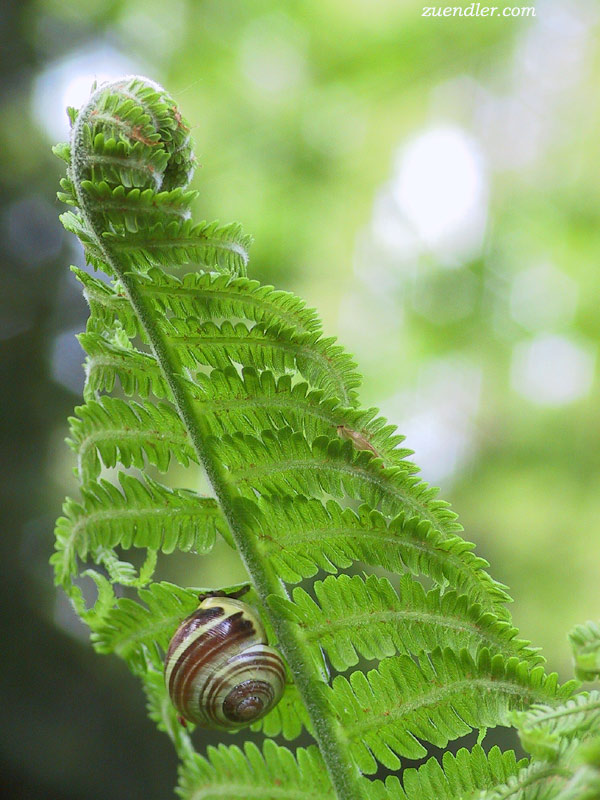 schnecke.jpg