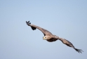 seeadler010809-1