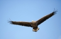 seeadler010809-4