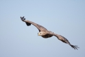 seeadler010809-5