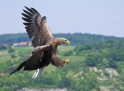 seeadler100606-4