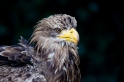 seeadler240409-10