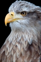 seeadler240409-6