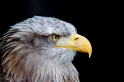 seeadler240409-8