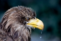 seeadler240409-9
