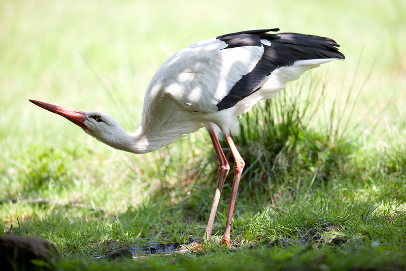 storch160709-4.jpg