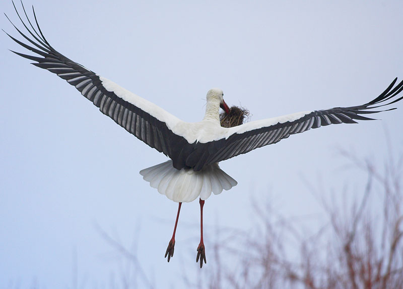 storch2.jpg