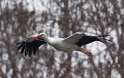 storch1