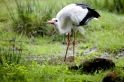 storch160709-2