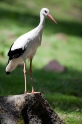 storch160709-5