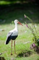 storch160709-6