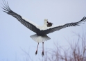 storch2