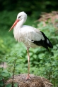 storch220510-2