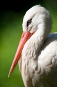 storch220510-3