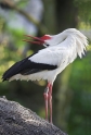 storch240407-4