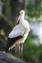 storch240407-5