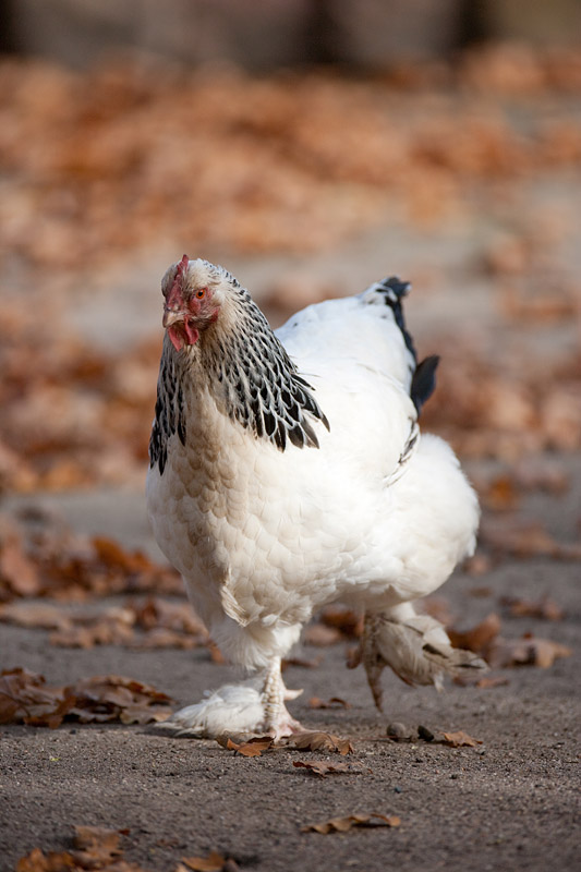 sundheimer-huhn261013-5.jpg