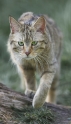 wildkatze130407-1